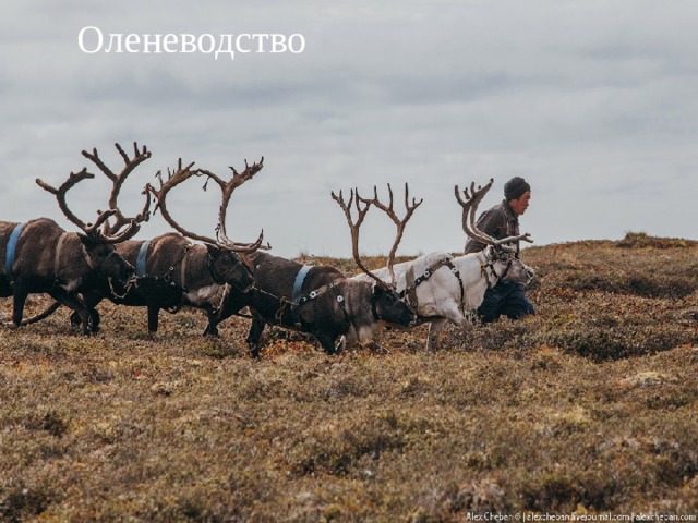 Оленеводство 