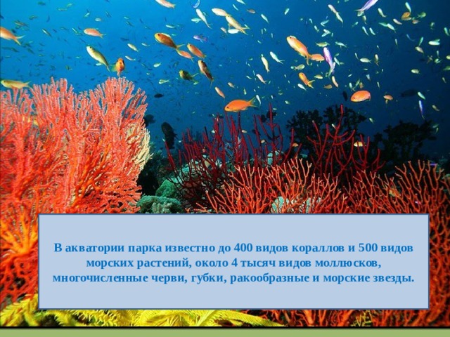 В акватории парка известно до 400 видов кораллов и 500 видов морских растений, около 4 тысяч видов моллюсков, многочисленные черви, губки, ракообразные и морские звезды. 