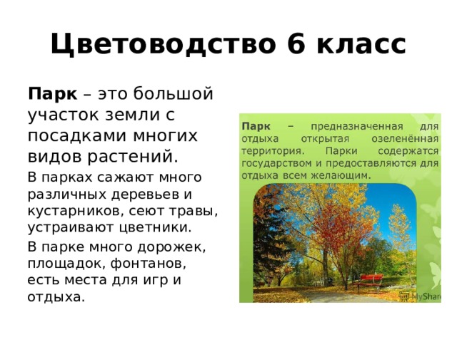 Цветоводство 6 класс Парк – это большой участок земли с посадками многих видов растений. В парках сажают много различных деревьев и кустарников, сеют травы, устраивают цветники. В парке много дорожек, площадок, фонтанов, есть места для игр и отдыха. 