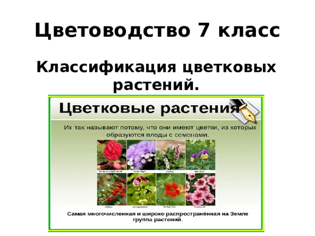 Декоративное цветоводство сообщение 7 класс биология. Классификация цветковых. Задания по цветоводству. Цветковые растения классификация. Классификация цветковых растений 7 класс.