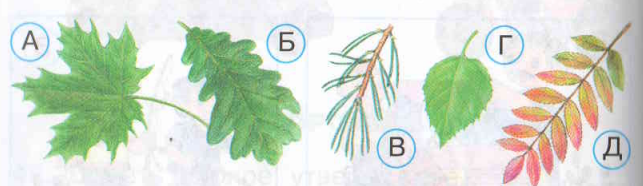 Тест кустики 4 класс с ответами. Какие бывают растения проверочная работа. Тест по окружающему миру растения. Задания по теме какие бывают растения. Какие бывают растения задания 2 класс.
