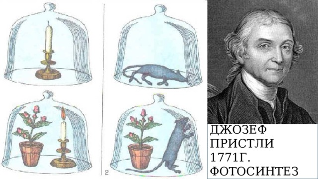 Джозеф Пристли 1771г. фотосинтез 