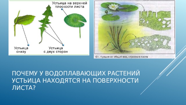 Опыт дыхание растений 6 класс