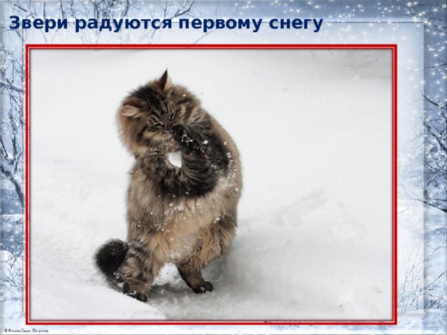 Звери радуются первому снегу 