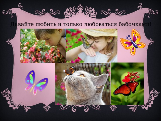 Давайте любить и только любоваться бабочками! 