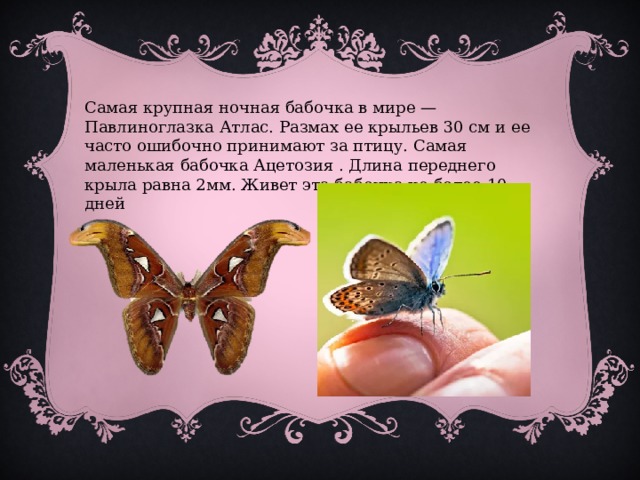 Самая крупная ночная бабочка в мире — Павлиноглазка Атлас. Размах ее крыльев 30 см и ее часто ошибочно принимают за птицу. Самая маленькая бабочка Ацетозия . Длина переднего крыла равна 2мм. Живет эта бабочка не более 10 дней 