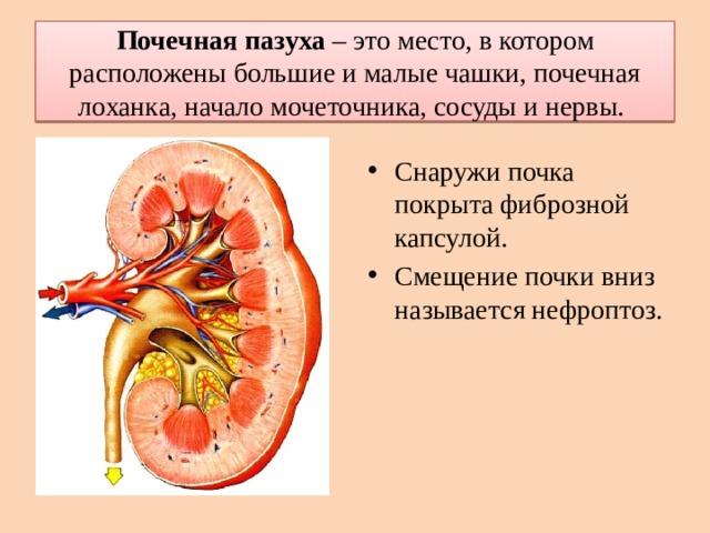 Строение стенки почечных чашек и лоханки