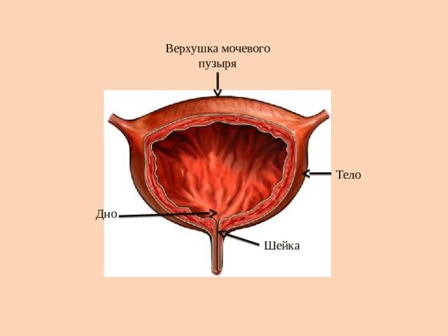 Внутреннее строение мочевого пузыря. Мочевой пузырь анатомия верхушка тело дно. Анатомия мочевого пузыря дно верхушка. Строение мочевого пузыря верхушка тело дно шейка. Строение мочевого пузыря дно.