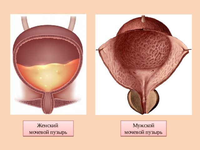 Как выглядит мочевой пузырь у мужчин картинки