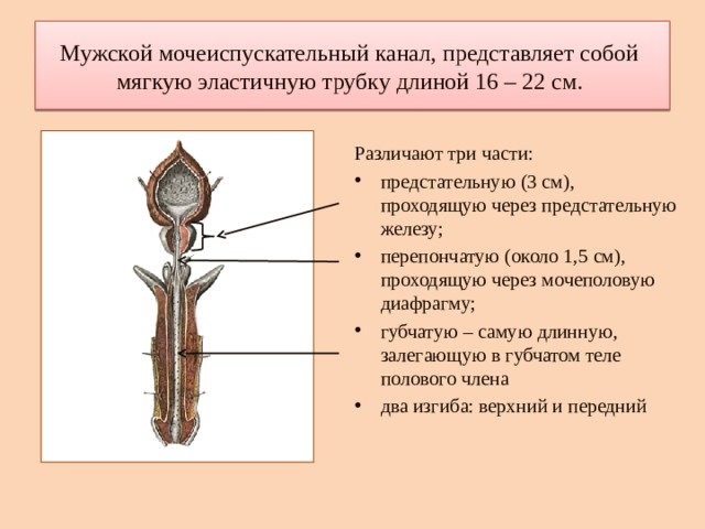 Рисунок мочеиспускательный канал