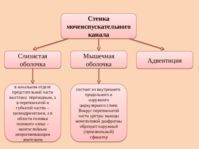 Стенка холангиолы выстлана