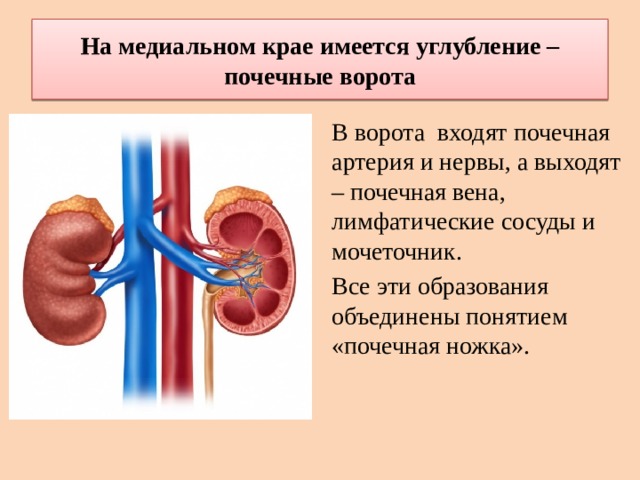 Вена артерия мочеточник