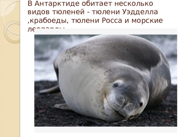 В Антарктиде обитает несколько видов тюленей - тюлени Уэдделла ,крабоеды, тюлени Росса и морские леопарды.   