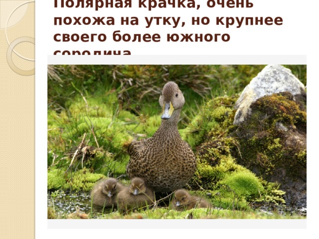 Полярная крачка, очень похожа на утку, но крупнее своего более южного сородича .   