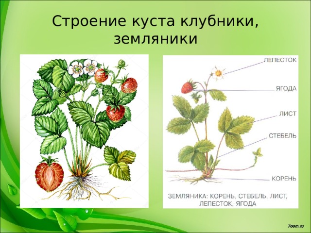 Земляника форма стебля. Строение куста клубники. Строение земляники. Строение клубники схема.