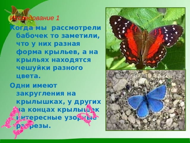 Исследование 1 Когда мы рассмотрели бабочек то заметили, что у них разная форма крыльев, а на крыльях находятся чешуйки разного цвета. Одни имеют закругления на крылышках, у других на концах крылышек интересные узорные разрезы.  