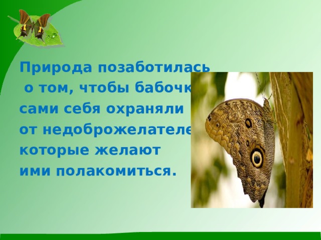 Природа позаботилась  о том, чтобы бабочки сами себя охраняли от недоброжелателей, которые желают ими полакомиться.  