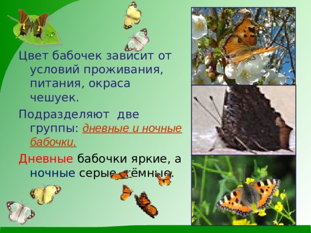  Цвет бабочек зависит от условий проживания, питания, окраса чешуек. Подразделяют две группы: дневные и ночные бабочки. Дневные бабочки яркие, а ночные серые, тёмные. 