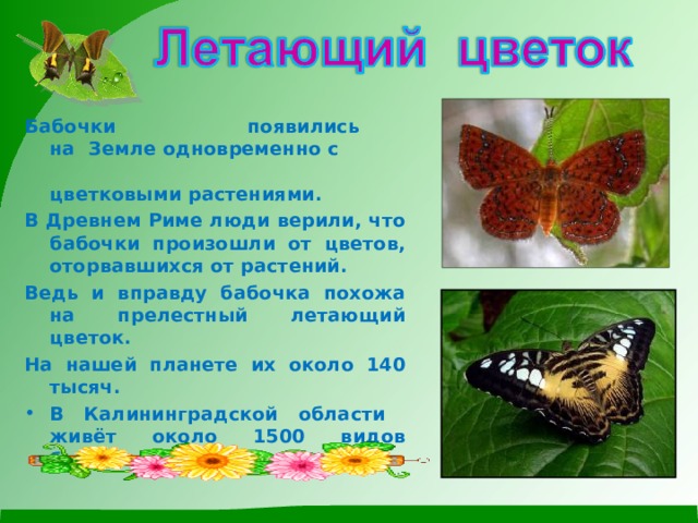 Бабочки  появились на  Земле одновременно с  цветковыми растениями. В Древнем Риме люди верили, что бабочки произошли от цветов, оторвавшихся от растений . Ведь и вправду бабочка похожа на прелестный летающий цветок. На нашей планете их около 140 тысяч.  В Калининградской области живёт около 1500 видов бабочек. 