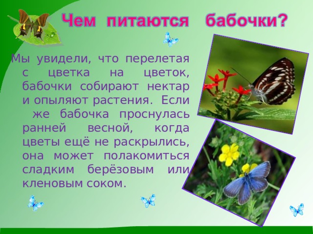 Мы увидели, что перелетая с цветка на цветок, бабочки собирают нектар и опыляют растения . Если же бабочка проснулась ранней весной, когда цветы ещё не раскрылись, она может полакомиться сладким берёзовым или кленовым соком . 