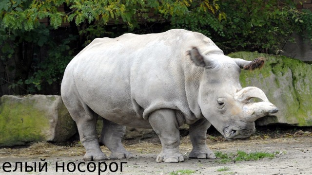 Белый носорог 