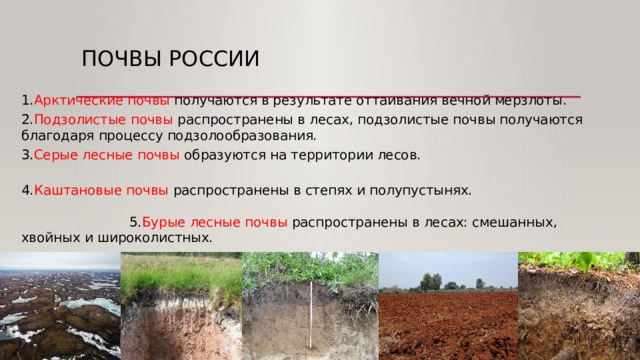 В этой зоне образуются подзолистые почвы. Серые Лесные почвы. Лесные почвы России. Наиболее распространенные почвы России. Роль древесной растительности в подзолообразовании.