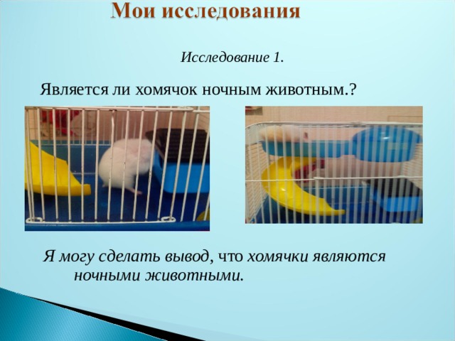 Исследование 1. Является ли хомячок ночным животным.? Я могу сделать вывод , что хомячки являются ночными животными. 