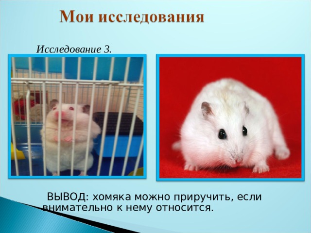  Исследование 3.  ВЫВОД: хомяка можно приручить, если внимательно к нему относится. 