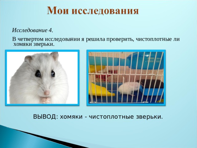 Исследование 4. В четвертом исследовании я решила проверить, чистоплотные ли  хомяки зверьки. ВЫВОД: хомяки - чистоплотные зверьки. 