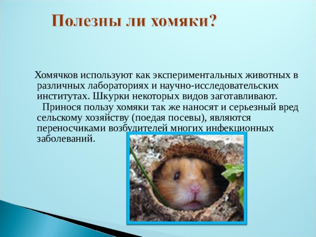 Хомячков используют как экспериментальных животных в  различных лабораториях и научно-исследовательских  институтах. Шкурки некоторых видов заготавливают.  Принося пользу хомяки так же наносят и серьезный вред  сельскому хозяйству (поедая посевы), являются  переносчиками возбудителей многих инфекционных  заболеваний. 