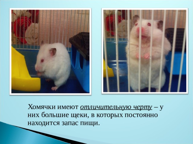 Хомячки имеют отличительную черту – у них большие щеки, в которых постоянно находится запас пищи. 