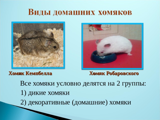 Хомяк Кемпбелла Хомяк Робаровского  Все хомяки условно делятся на 2 группы:  1) дикие хомяки  2) декоративные (домашние) хомяки 