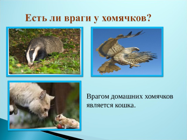 Врагом домашних хомячков является кошка.     Врагом домашних хомячков является кошка. 