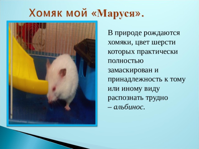 В природе рождаются хомяки, цвет шерсти которых практически полностью замаскирован и принадлежность к тому или иному виду распознать трудно –  альбинос . 