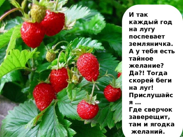 Ягодная сказка. Ты любишь земляничку а я. У Маруси в огороде поспела ягода Земляничка. Я так люблю душистую клубнику.