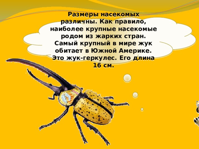 Размеры насекомых различны. Как правило, наиболее крупные насекомые родом из жарких стран. Самый крупный в мире жук обитает в Южной Америке. Это жук-геркулес. Его длина 16 см. 