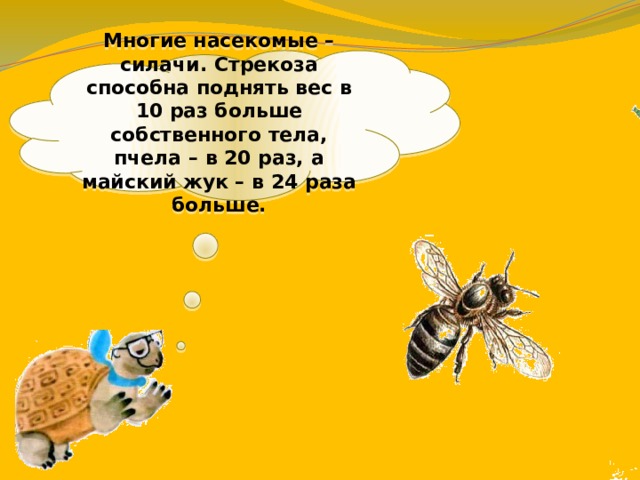 Многие насекомые – силачи. Стрекоза способна поднять вес в 10 раз больше собственного тела, пчела – в 20 раз, а майский жук – в 24 раза больше. 