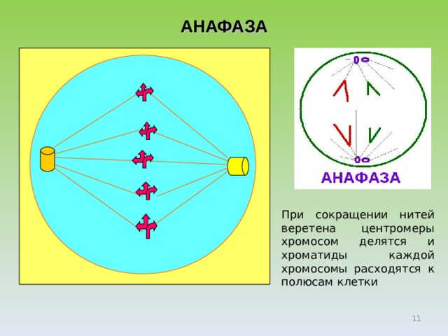 АНАФАЗА При сокращении нитей веретена центромеры хромосом делятся и хроматиды каждой хромосомы расходятся к полюсам клетки Анафаза  — фаза расхождения хромосом, в которой центромеры делятся, а однохроматидные хромосомы растягиваются нитями веретена деления к полюсам  клетки; самая короткая фаза  митоза.      