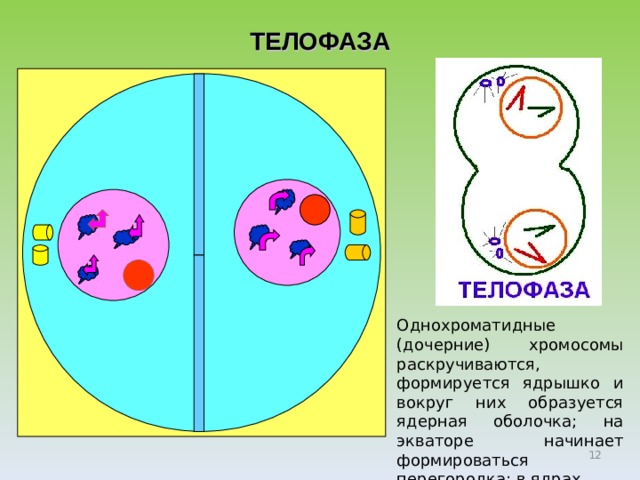 ТЕЛОФАЗА Телофаза  — окончание деления, движение хромосом заканчивается, и происходит их деспирализация (раскручивание в тонкие нити),  формируется ядрышко, восстанавливается ядерная оболочка, на экваторе закладывается перегородка (у растительных кле­ток) или перетяжка (у животных клеток), нити веретена деления растворяются. Однохроматидные (дочерние) хромосомы раскручиваются, формируется ядрышко и вокруг них образуется ядерная оболочка; на экваторе начинает формироваться перегородка; в ядрах   