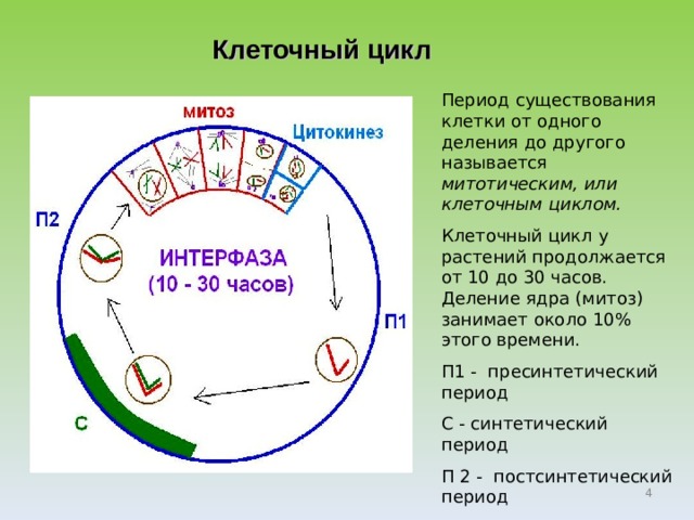 Клеточный цикл Период существования клетки от одного деления до другого называется митотическим, или клеточным циклом. Клеточный цикл у растений продолжается от 10 до 30 часов. Деление ядра (митоз) занимает около 10% этого времени. П1 - пресинтетический период С - синтетический период П 2 - постсинтетический период  