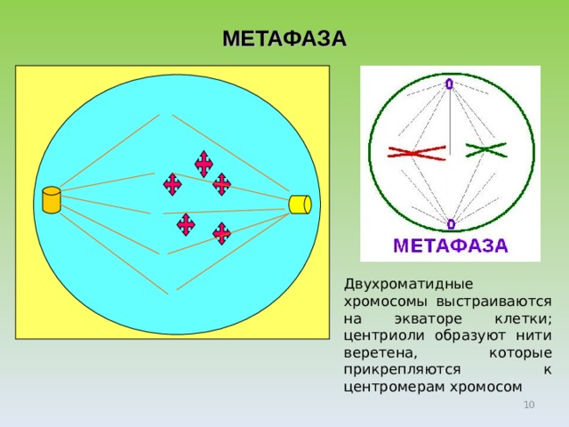 МЕТАФАЗА Двухроматидные хромосомы выстраиваются на экваторе клетки; центриоли образуют нити веретена, которые прикрепляются к центромерам хромосом  