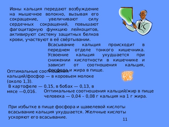 Ионы кальция передают возбуждение на мышечное волокно, вызывая его сокращение, увеличивают силу сердечных сокращений, повышают фагоцитарную функцию лейкоцитов, активируют систему защитных белков крови, участвуют в её свёртывании. Всасывание кальция происходит в переднем отделе тонкого кишечника. Усвоение кальция ухудшается при снижении кислотности в кишечнике и зависит от соотношения кальция, фосфора и жира в пище. Оптимальные соотношения кальций/фосфор — в коровьем молоке (около 1,3).  В картофеле — 0,15, в бобах — 0,13, в мясе —0,016. Оптимальные соотношения кальций/жир в пище человека — 0,04 – 0,08 г кальция на 1 г жира. При избытке в пище фосфора и щавелевой кислоты всасывание кальция ухудшается. Желчные кислоты ускоряют его всасывание. 