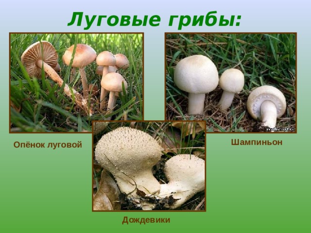 Луговые грибы: Шампиньон Опёнок луговой Дождевики 
