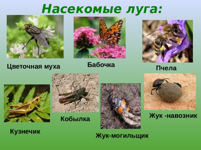 Насекомые луга: Бабочка Цветочная муха Пчела Жук -навозник Кобылка Кузнечик Жук-могильщик 