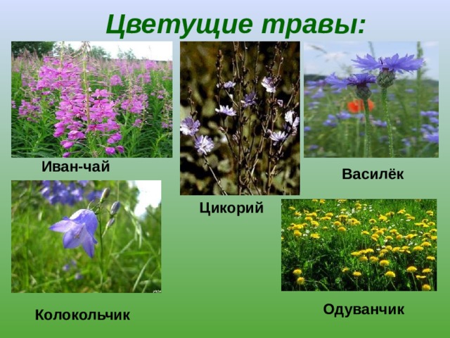 Цветущие травы: Иван-чай Василёк Цикорий Одуванчик Колокольчик 