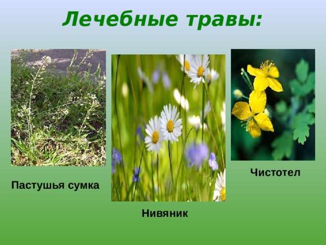 Картинки ПЛАН ЛУГ