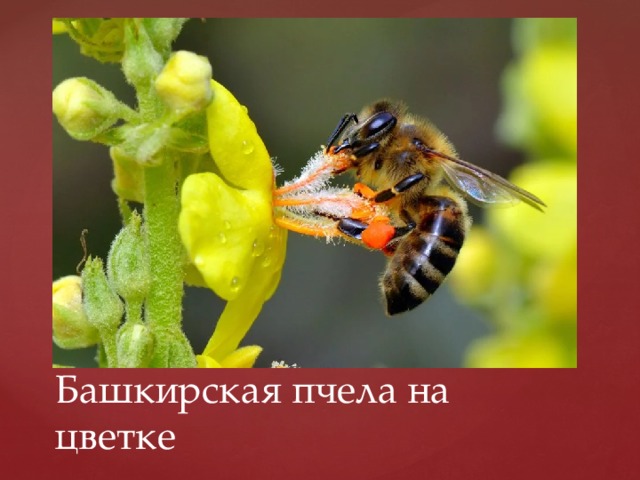 Башкирская пчела на цветке 