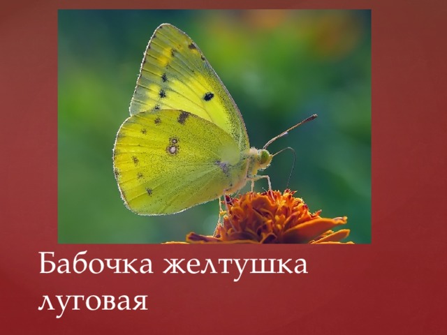 Бабочка желтушка луговая 