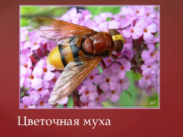 Цветочная муха 