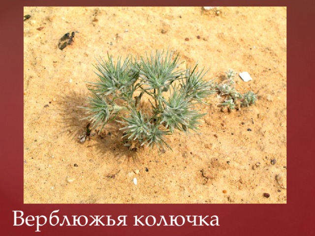 Верблюжья колючка 